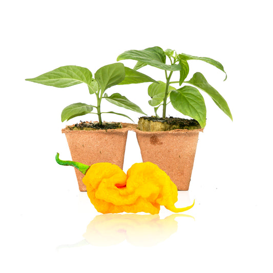 Pepper Joe's T-Rex Yellow pepper plants for sale