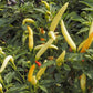 Pepper Joe's Tabasco pepper seeds - multiple unripe Tabasco peppers growing on plant image