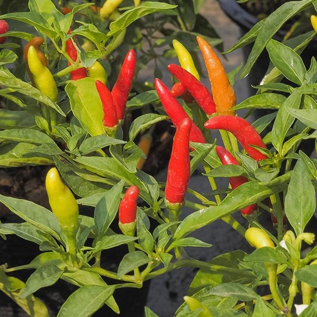 Pepper Joe's Tabasco pepper seeds - colorful Tabasco peppers on plant