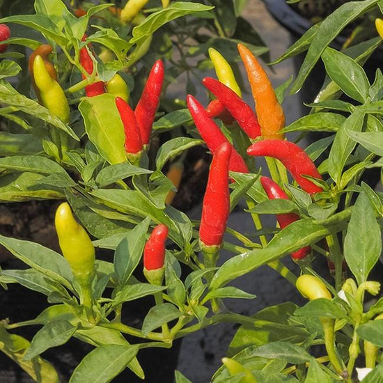 Tabasco Hot Pepper Seeds – Pepper Joe’s