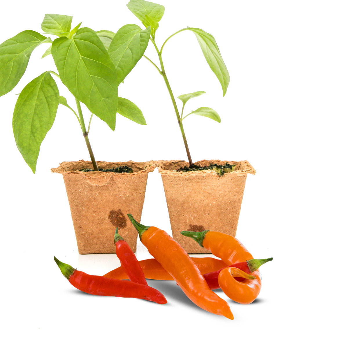 Pepper Joe's Thai Blend pepper plants for sale
