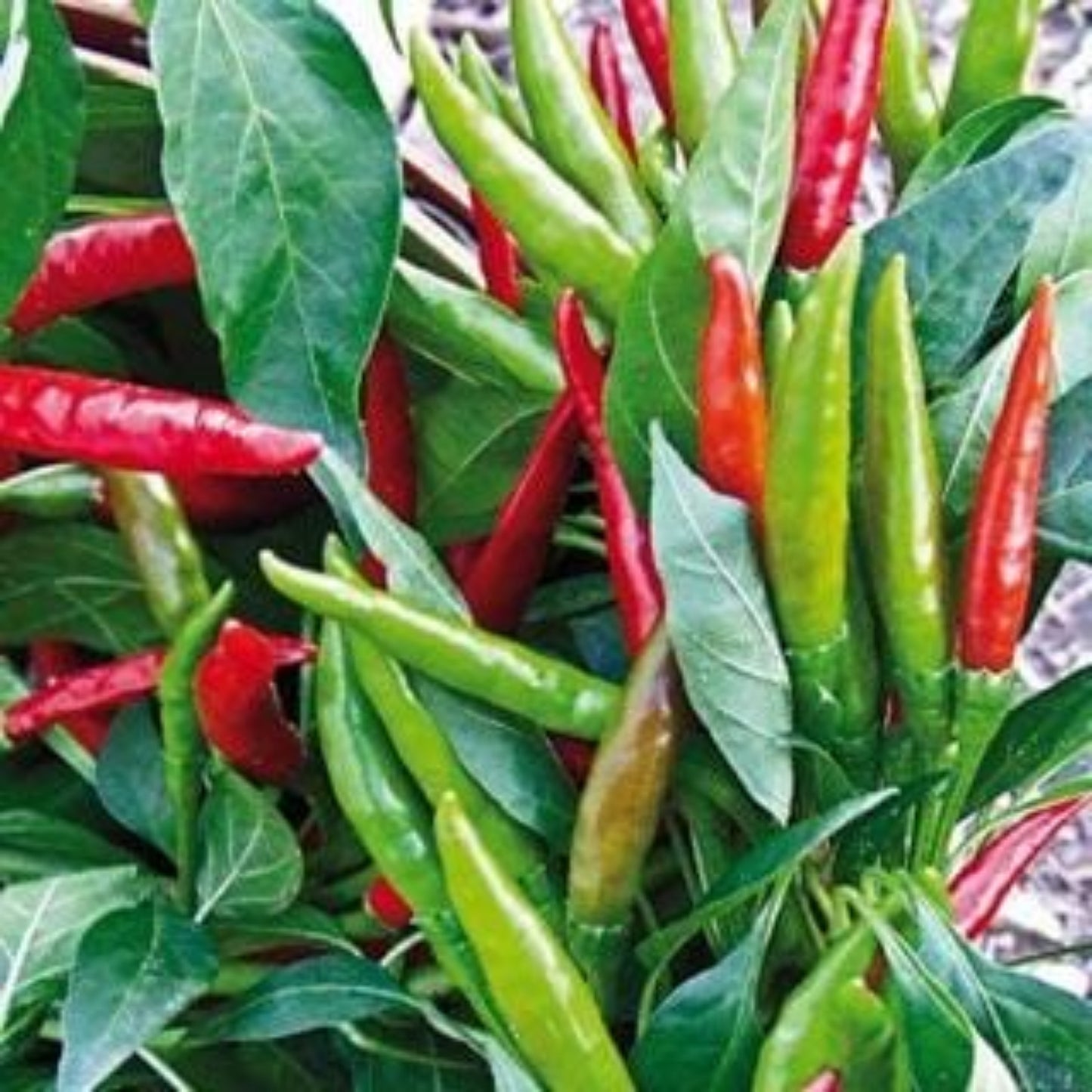 Thai Dragon F1 Peppers on the plant