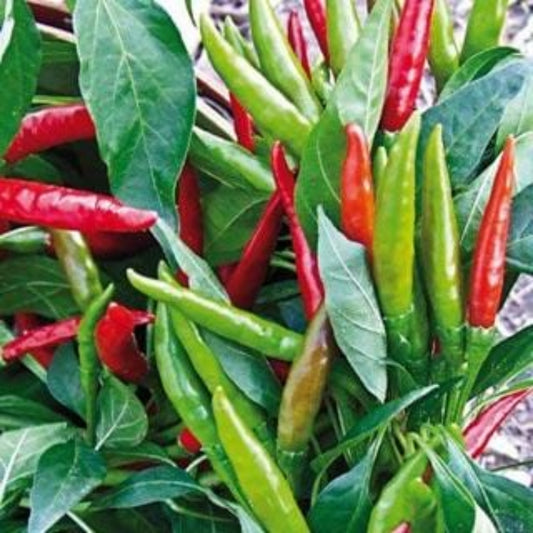 Thai Dragon F1 Peppers on the plant