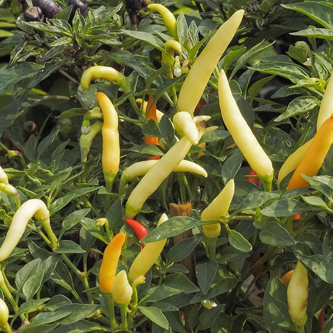 Pepper Joe's Tabasco pepper seeds - multiple Tabasco peppers growing on plant image