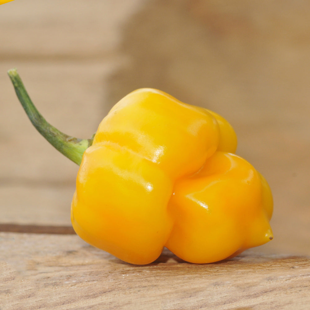 Trinidad Scorpion Yellow Pepper Seeds