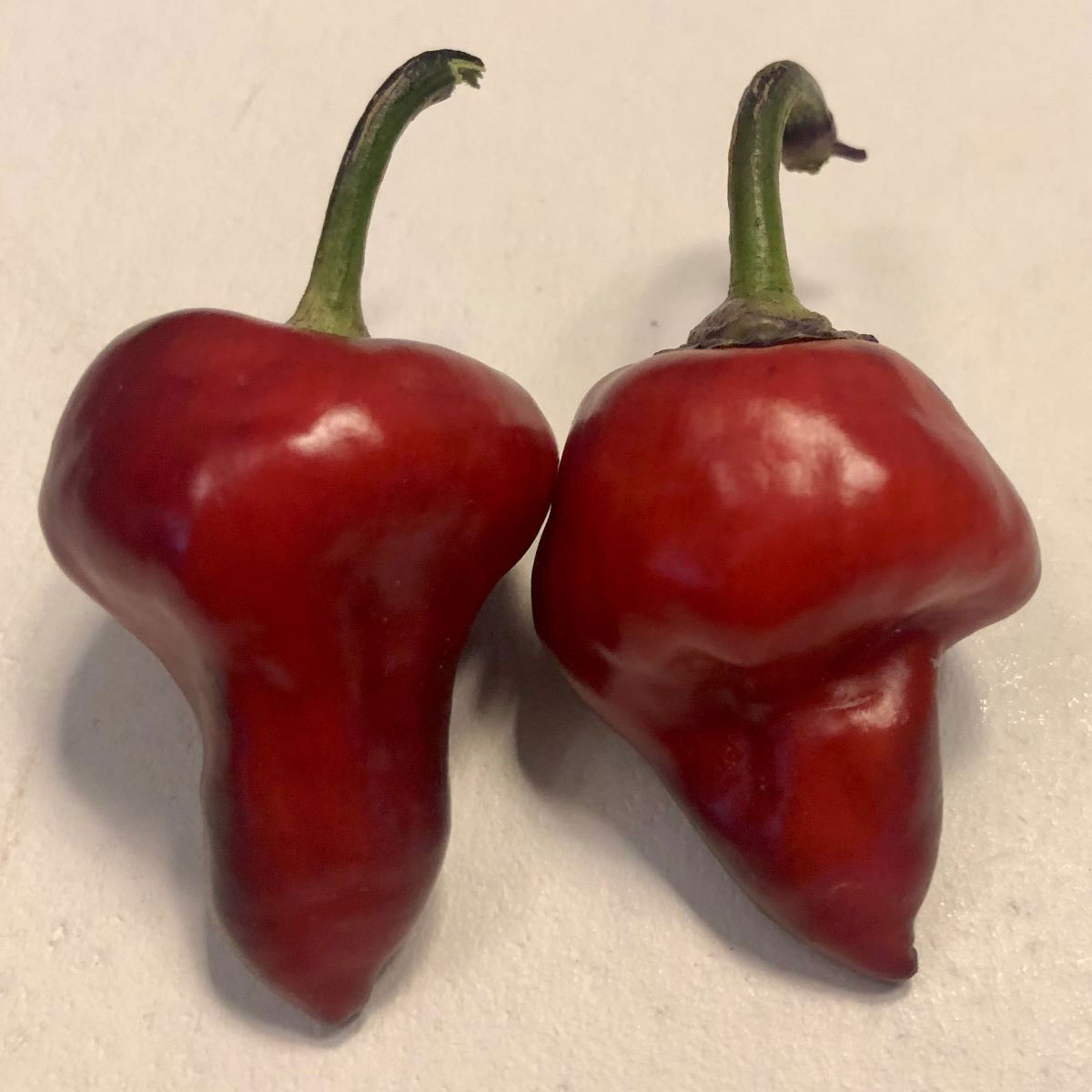 Pepper Joe's Purple UFO seeds - two red peppers on table