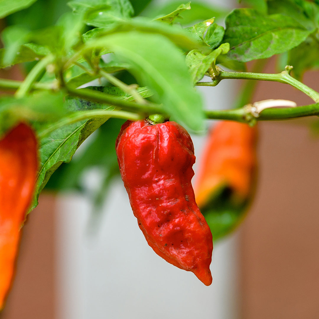 Umorok Red Pepper Seeds Superhot