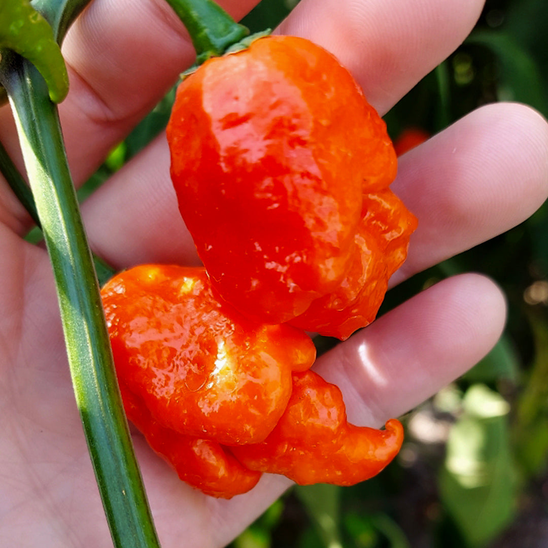 Pepper Joe's WHP 006 pepper seeds - hand holding WHP 006 peppers hanging on plant