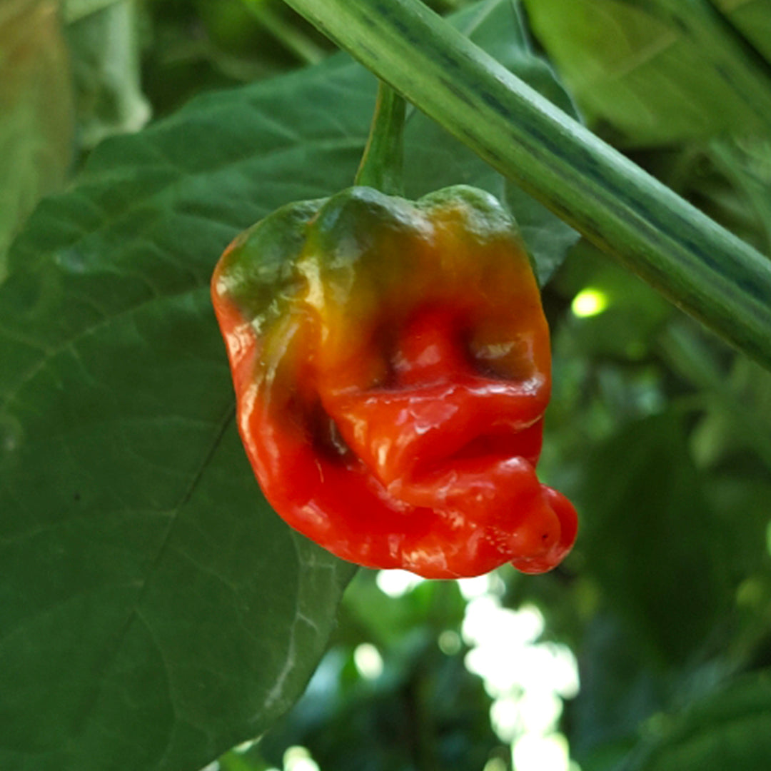 Pepper Joe's WHP 006 chili seeds - WHP 006 chili pepper on plant