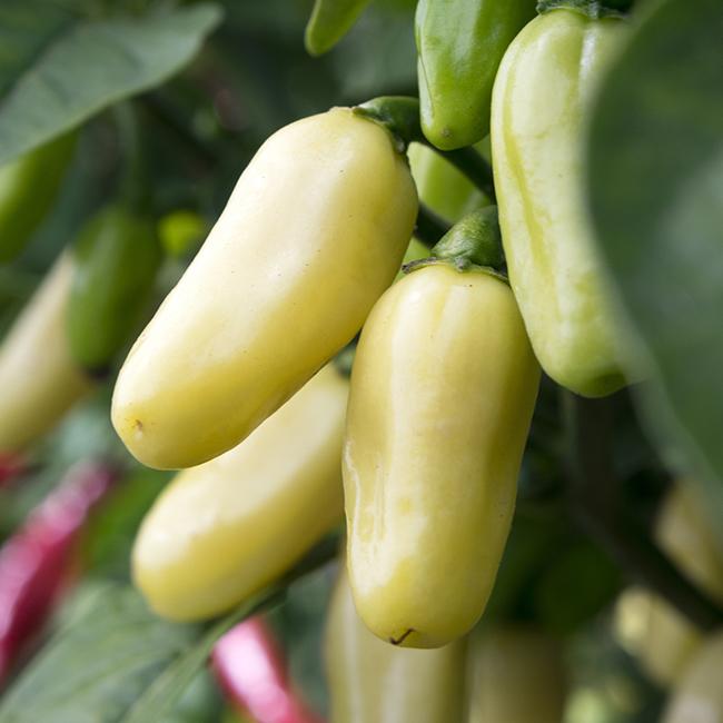 Pepper Joe's white habanero seeds - white habanero peppers growing on plant