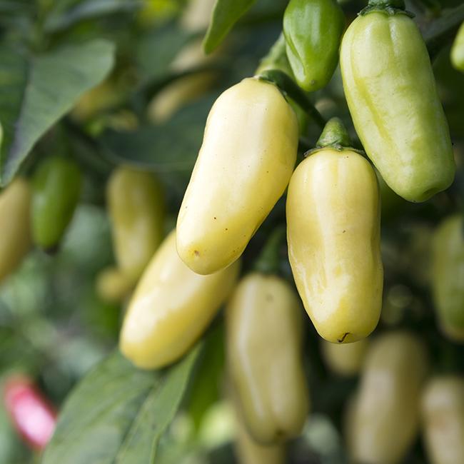 Pepper Joe's White Habanero pepper seeds - white habaneros growing on plant