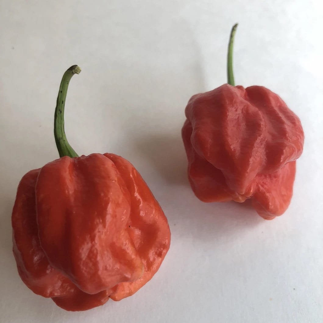 Wicked Ass Little 7 Pot (W.a.l. 7) Pepper Seeds Superhot