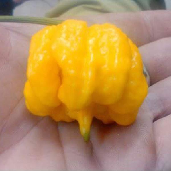 Yellow Reaper Hot Pepper Seeds - Pepper Joe's