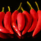 Pepper Joe's Yatsufusa pepper - red yatzy peppers on black background