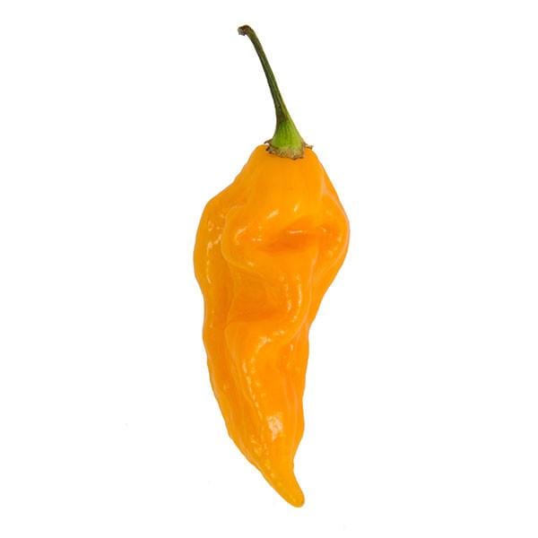 Yellow Fatalii pepper from pepper joe's