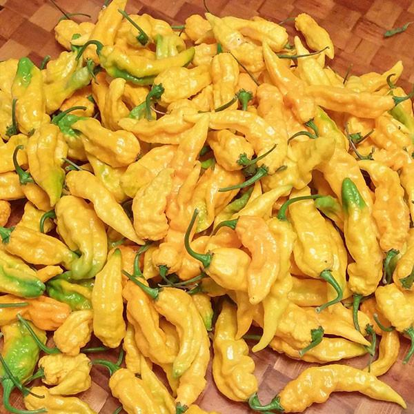 Pepper Joe's Yellow Yeller Super Hot Seed Collection - Yellow Ghost pepper pod on white background