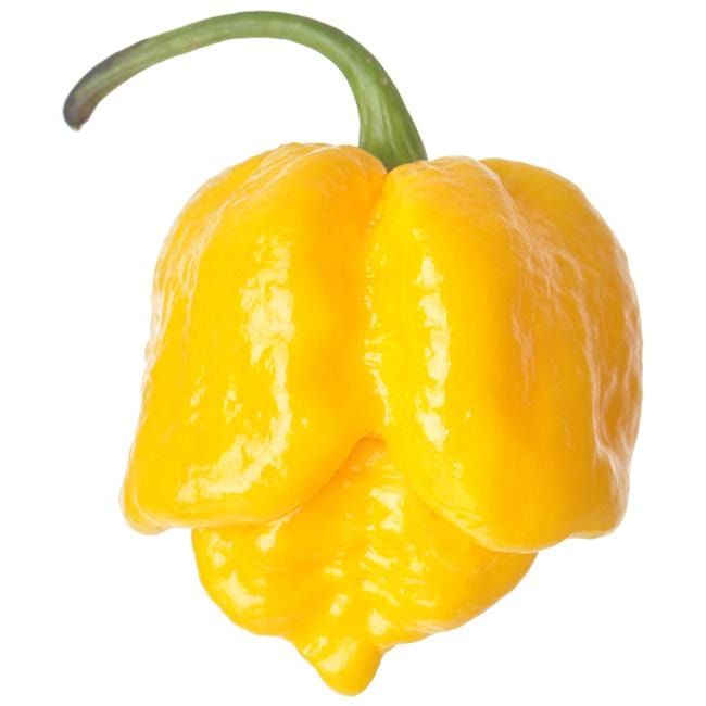 Pepper Joe's Yellow 7 Pot Brain pepper on white background
