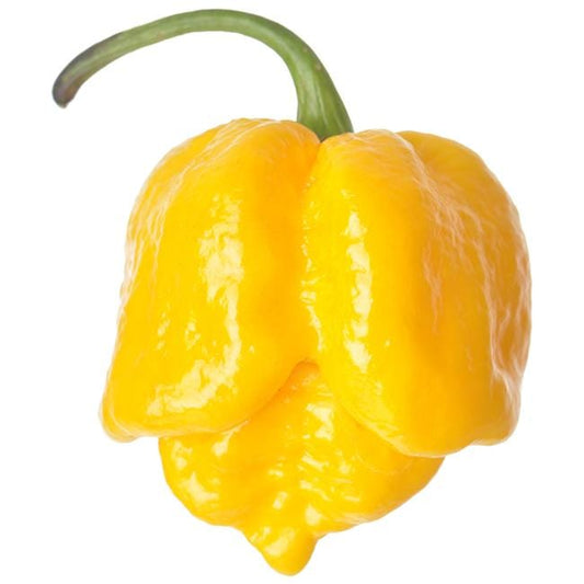 Pepper Joe's Yellow 7 Pot Brain pepper on white background
