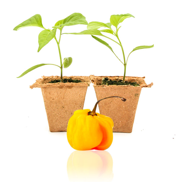 capsicum plant pot size Yellow Scotch Bonnet Pepper Plants – Pepper Joe's