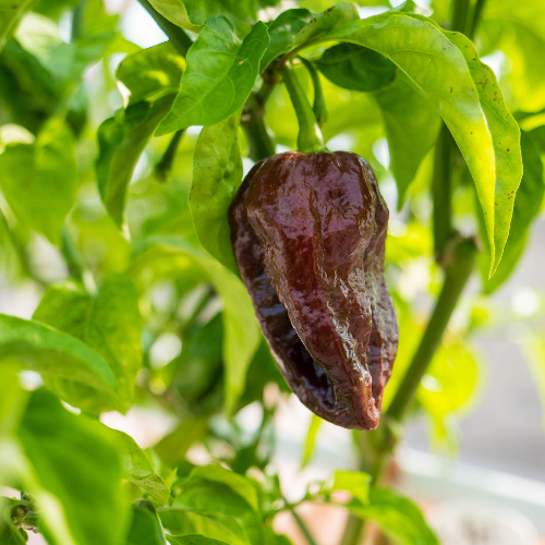 Pepper Joe's Abyss Chocolate pepper seeds - brown abyss chocolate pepper growing on plant