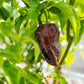 Pepper Joe's Chocolate Fever super hot seed collection - Abyss Chocolate pepper pod on plant