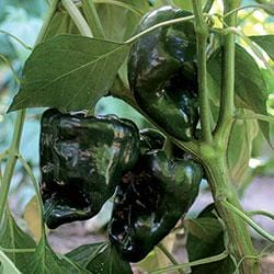 Ancho Gigantea Pepper Seeds Novelty