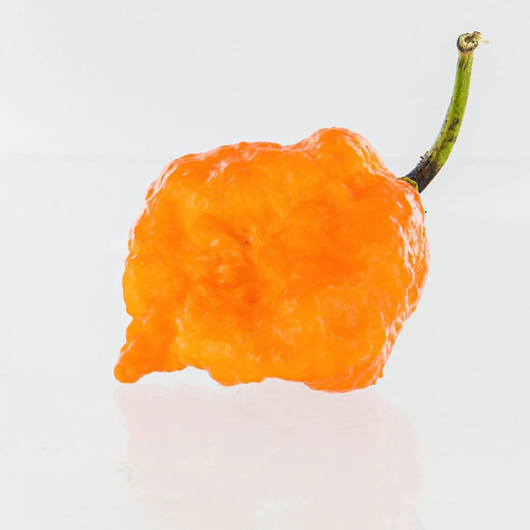 Pepper Joe's Peachy Pain Super Hot Seed Collection - bane strain peach pepper pod on white background