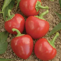 Pepper Joe's Big Bomb pepper seeds - five small bulb shaped red peppers on table image