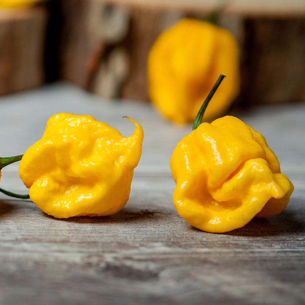 Pepper Joe's Yellow Yeller Super Hot Seed Collection - Big Yellow Mama pepper pod on table