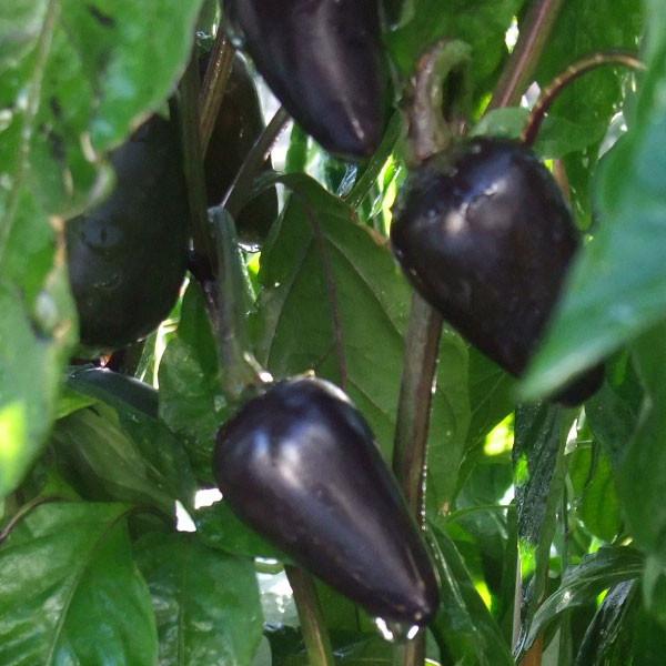 Black Jalapeno Hot Pepper - Pepper Joe's