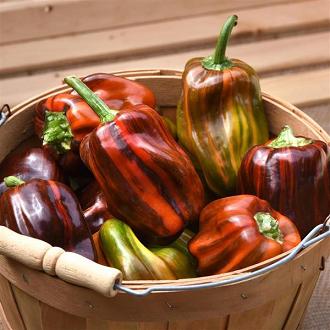 Pepper Joe's Candy Cane Chocolate pepper seeds - brown orange and red striped bell shaped peppers in basket image