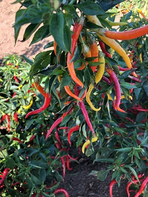 Pepper Joe's Cayenne Sweetness F1 chili seeds