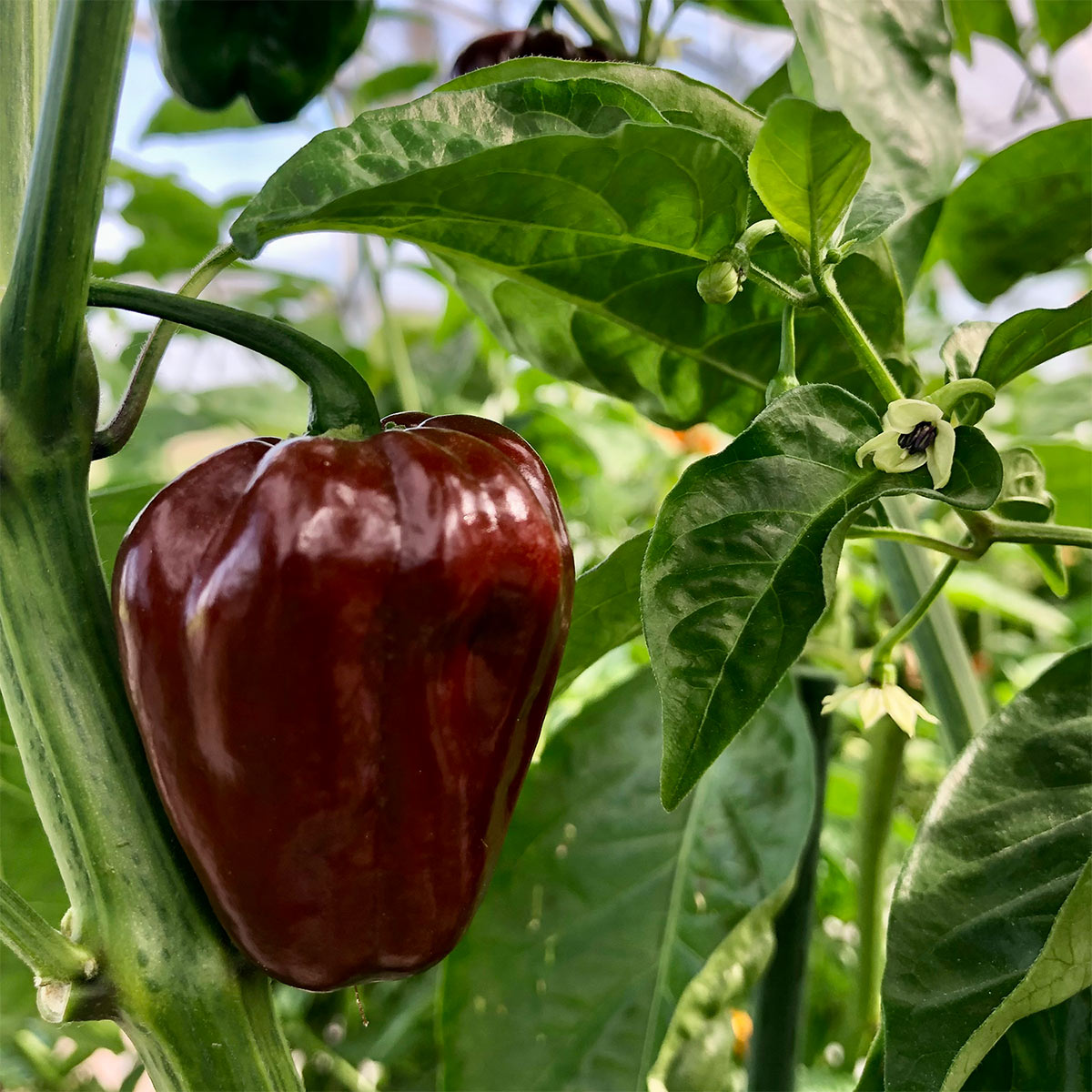 Pepper Joe's fresh peppers pack - brown hot pepper on plant