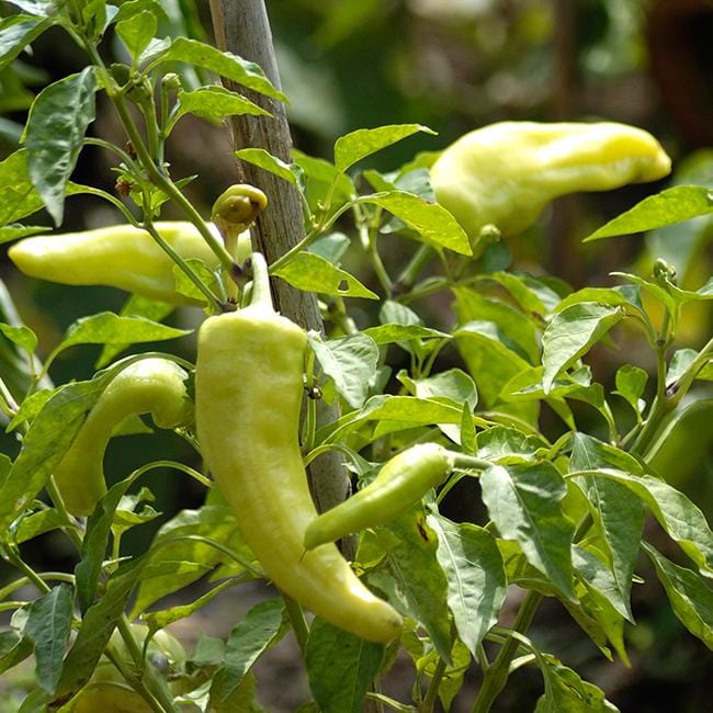 Cubanelle Peppers Seeds Sweet