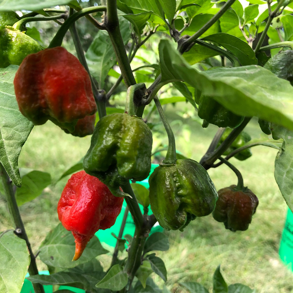 Pepper Joe's dragon breath seeds - green and red Dragons Breath pods on plant