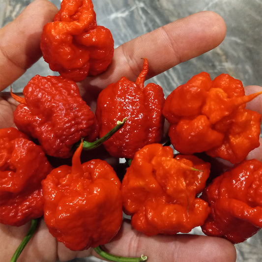 Pepper Joe's Dragon's Breath pepper seeds - hand holding red Dragon's Breath chili peppers