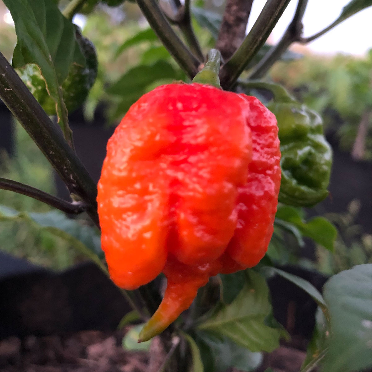 Pepper Joe's dragon's breath seeds - pepper pod on plant image
