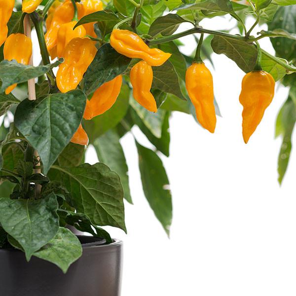 Fatalii pepper - yellow pods growing on branch of a potted plant