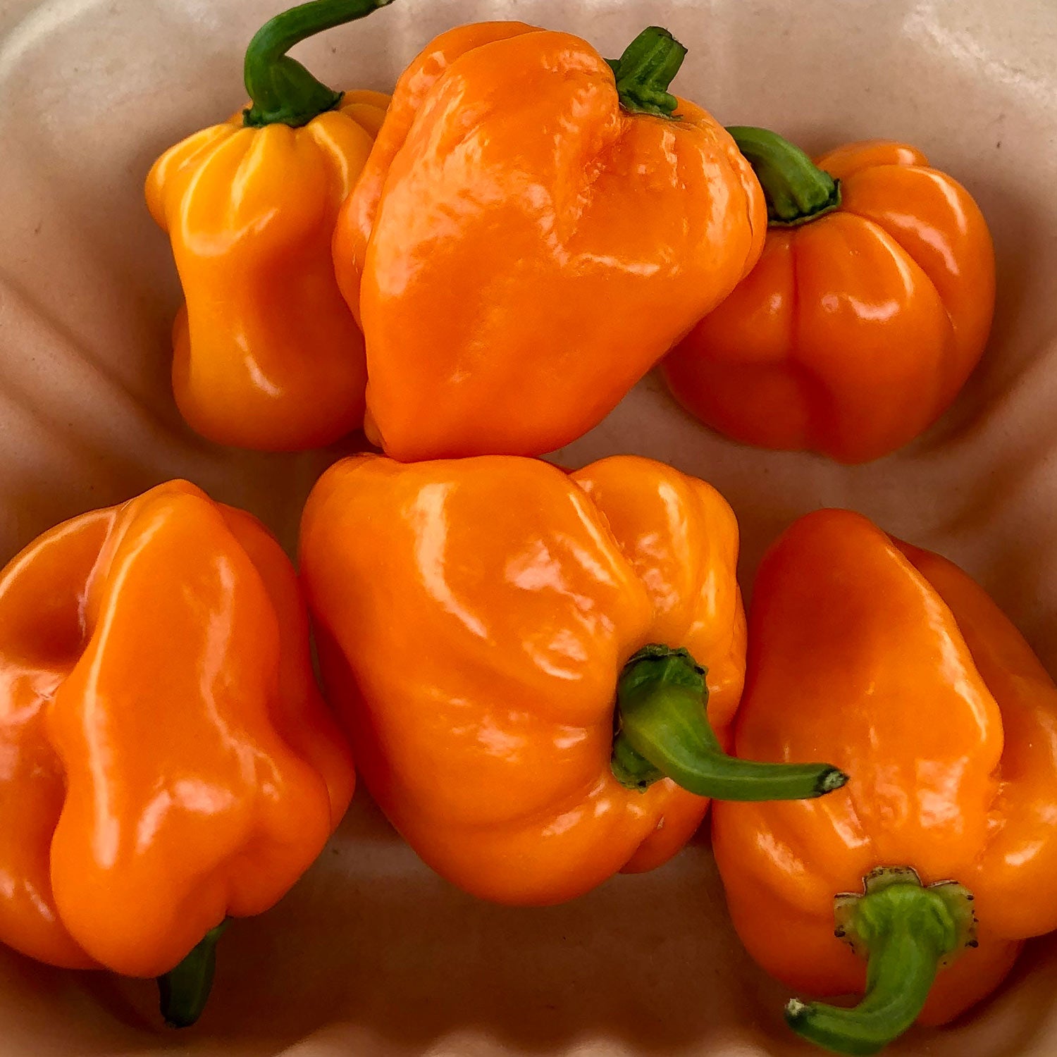 Pepper Joe's habaneros for sale - Habanero fresh peppers