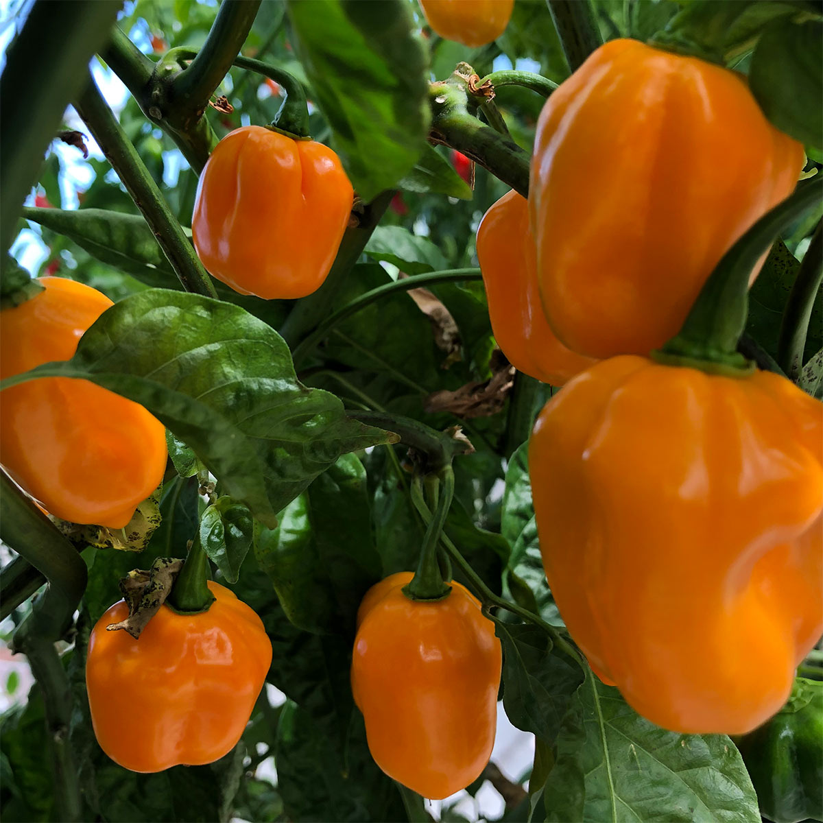 Pepper Joe's Habanero peppers - habaneros on plants