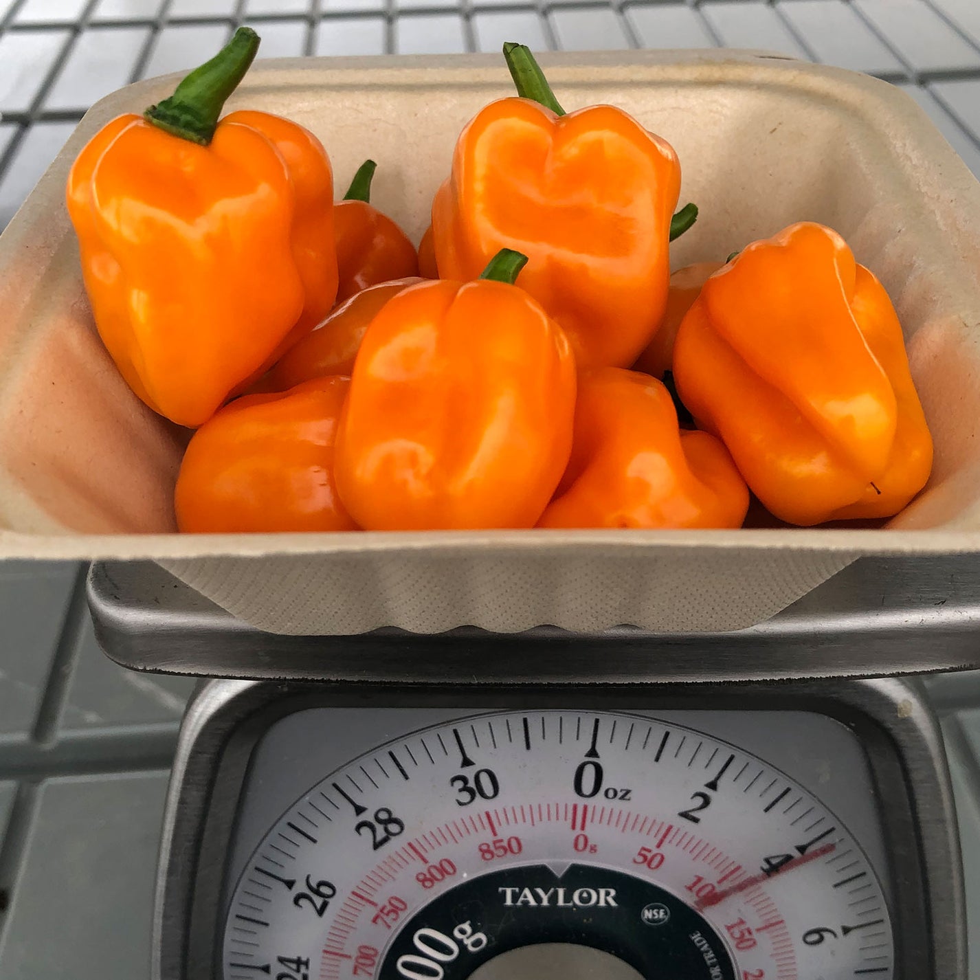 Habanero Fresh Peppers Hot Peppers Delivered Pepper Joe’s