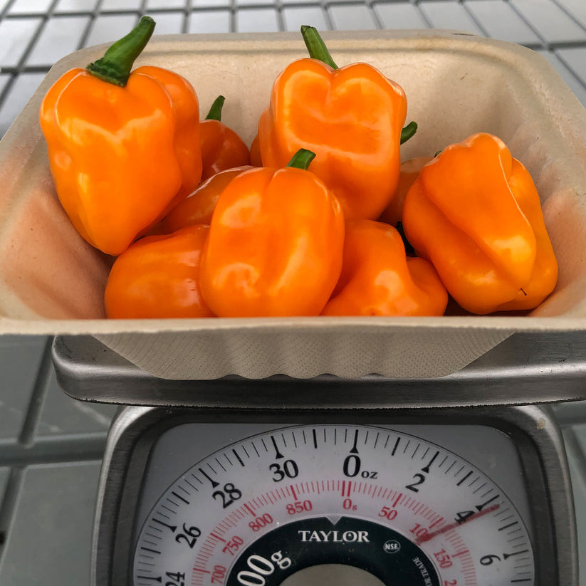 Habanero Fresh Peppers Hot Peppers Delivered Pepper Joe’s