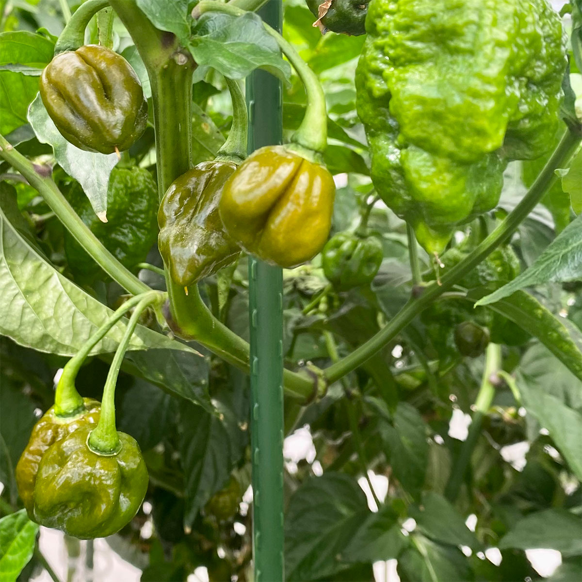 Pepper Joe's fresh peppers bag - variety of peppers - green pepper pods on plant