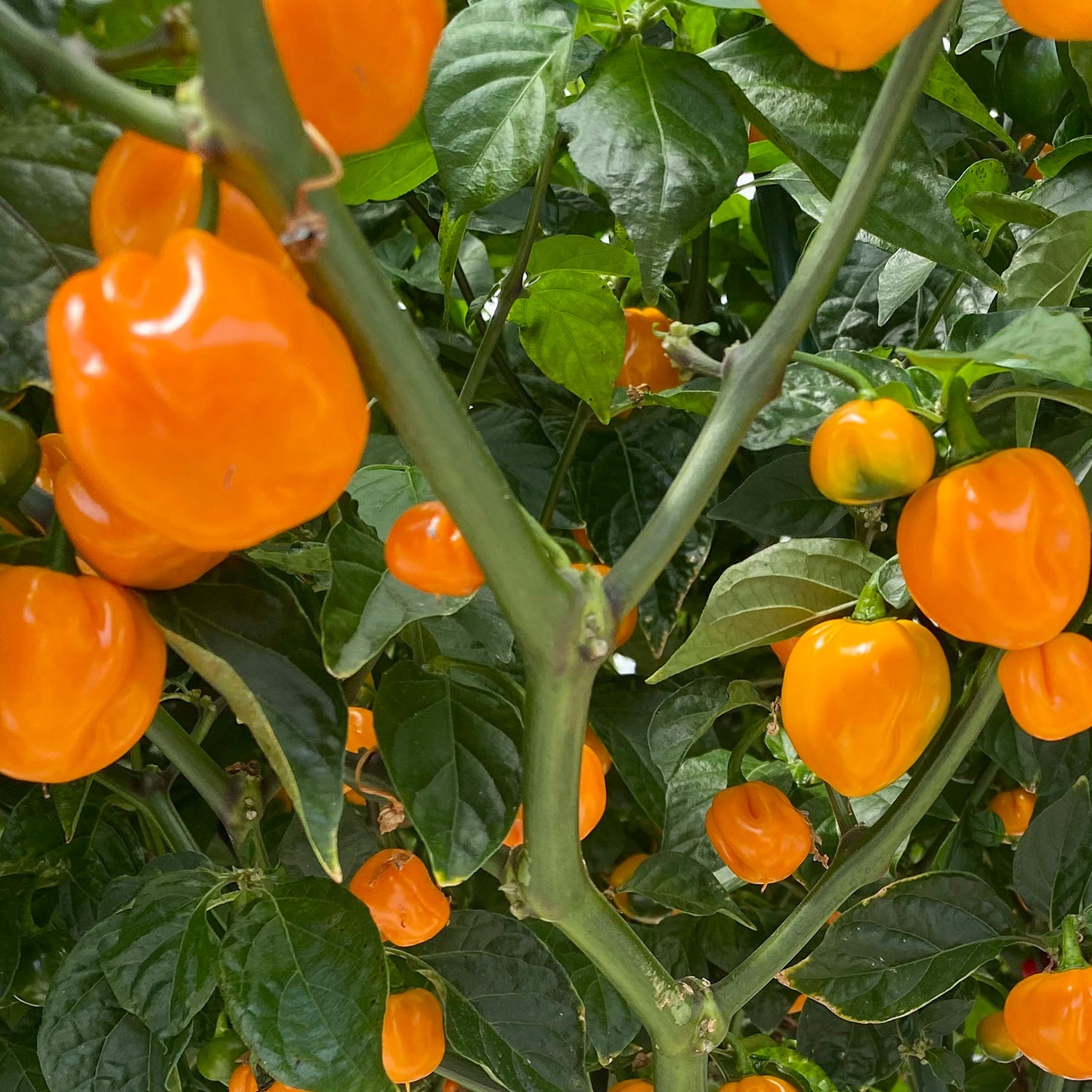 Pepper Joe's Fresh Hot Peppers - Variety mix - orange hot peppers on plant
