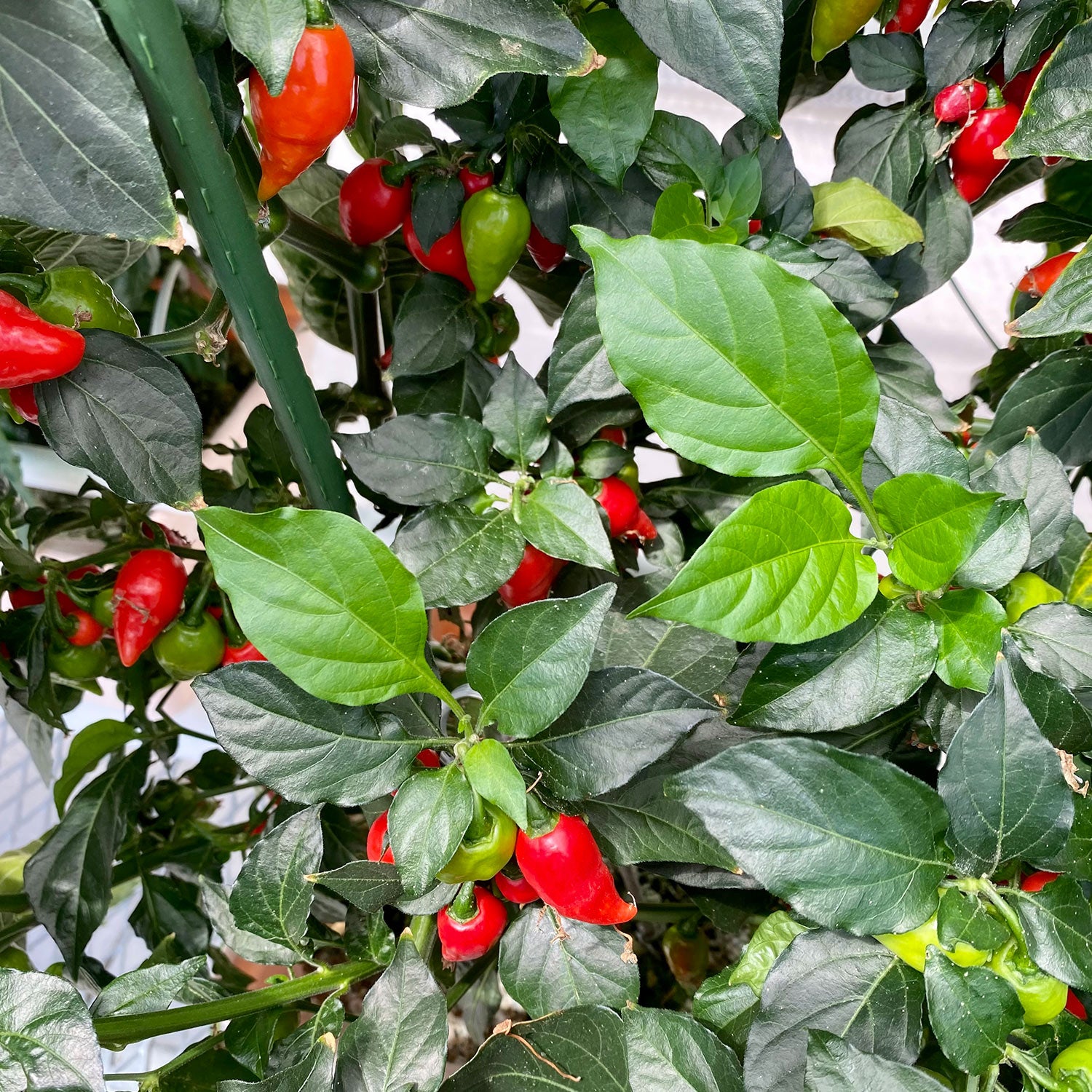 Pepper Joe's peppers for sale - hot peppers growing on plants image