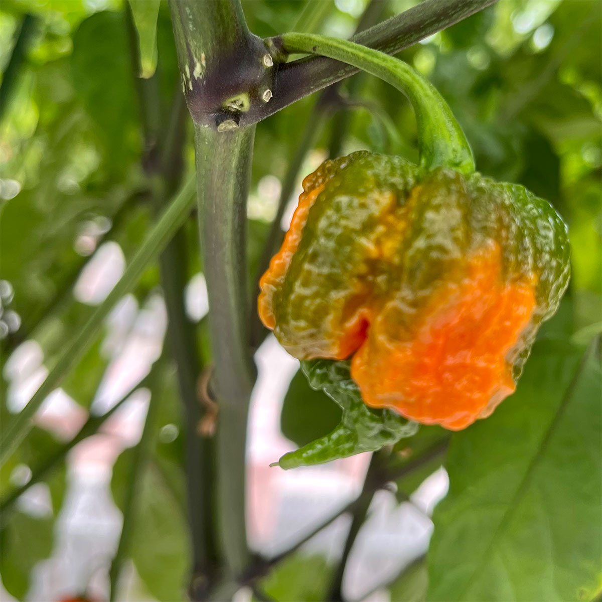 Carolina Reaper Pepper Seeds for sale - Aka Hp22B Champion