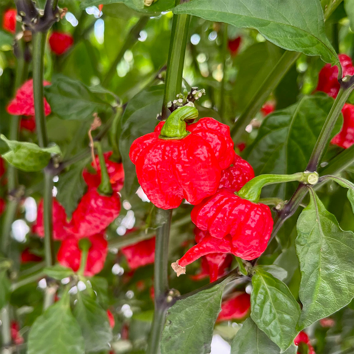 Carolina Reaper Pepper Seeds – Pepper Joe's