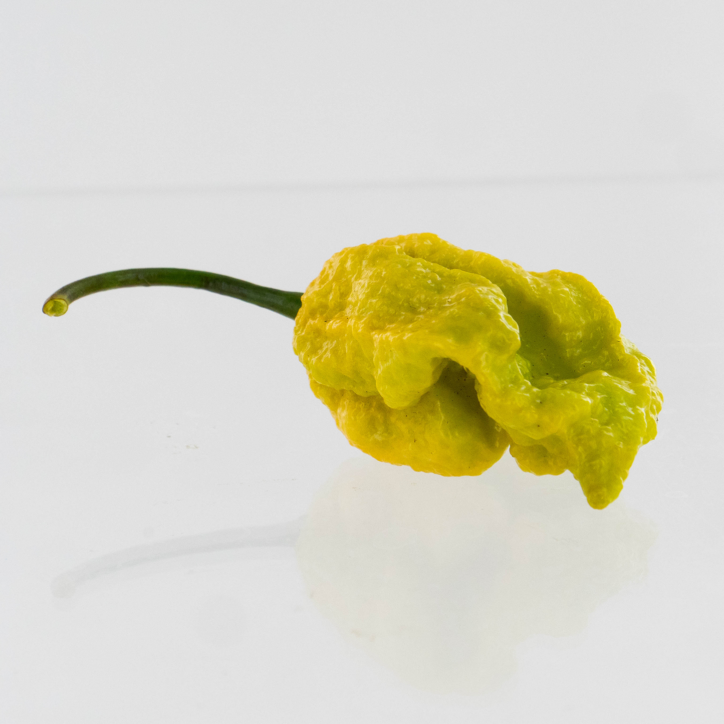 Pepper Joe's Golden Reaper pepper seeds - Reaper Golden pepper on white background