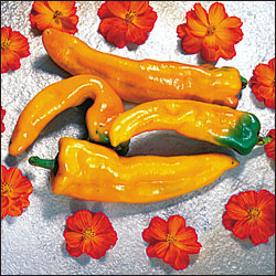 Pepper Joe's Golden Treasure Sweet pepper seeds - orange long peppers on white table with flowers