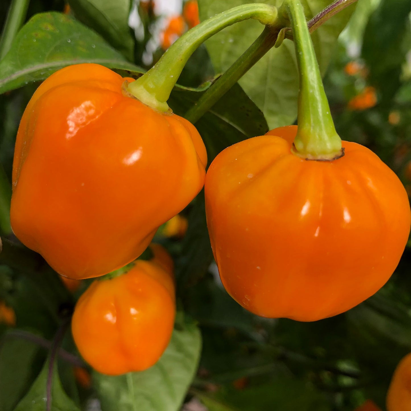 Pepper Joe's fresh habanero peppers for sale